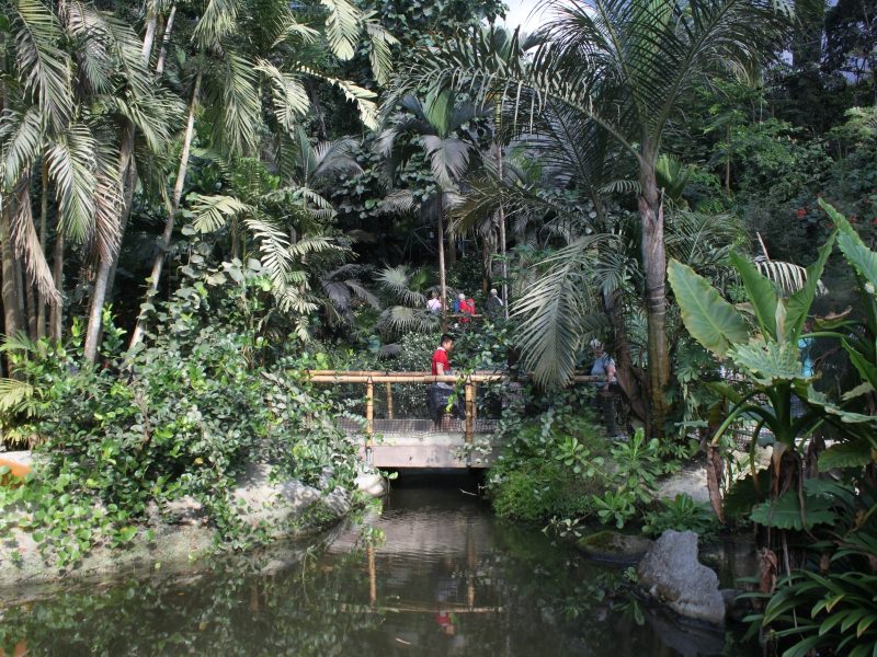 Tropical Biome 