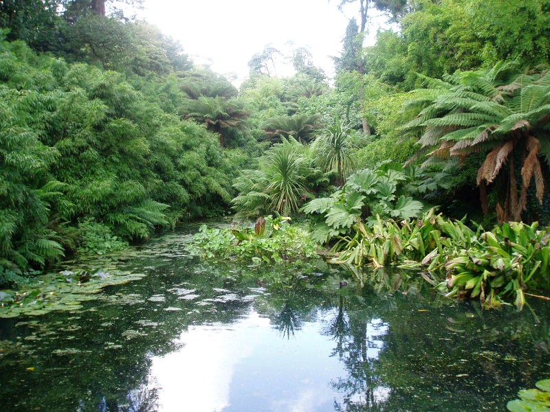 Jungle in the lost gardens of Heligan