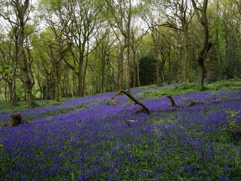 Bluebells