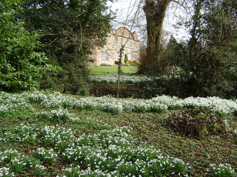 Schneeglöckchen in Hopton Hall