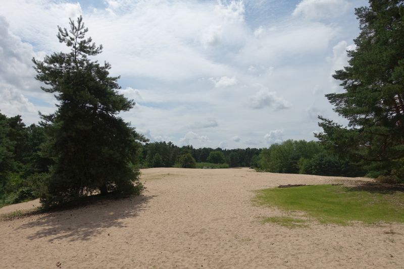 Speyer Dune 