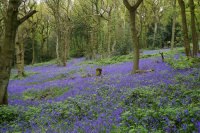 Bluebells